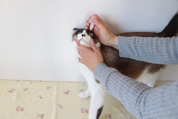 猫に目薬をさす女性