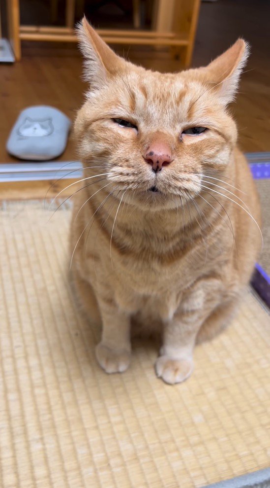 目が半開きの猫