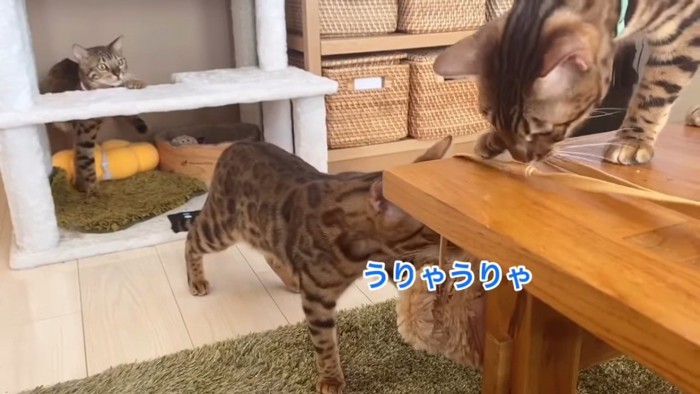 ポーチにじゃれる猫たちを後ろから見る猫