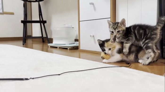 重なるミックスくんと三毛ちゃん