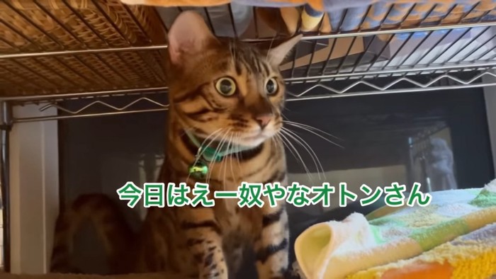 緑色の首輪の猫