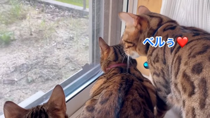 赤い首輪の猫と後ろに立つ猫