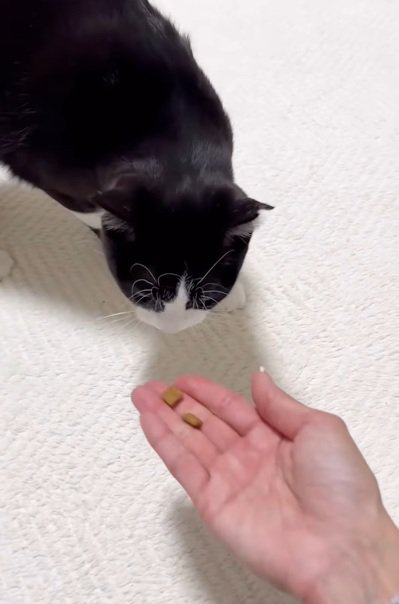 手からエサを食べようとする猫