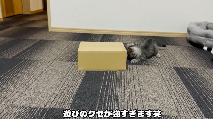 ダンボールの角を狙う猫