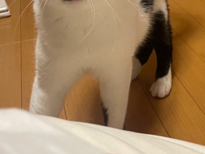白黒猫の足元