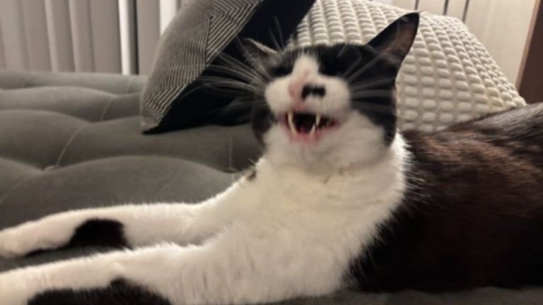 室内にいる猫