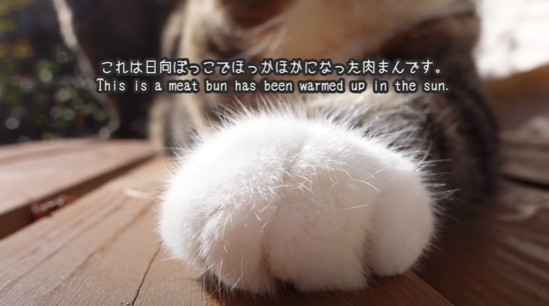 肉まんのような猫の前足