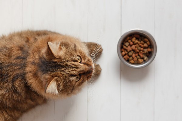 餌を食べる猫