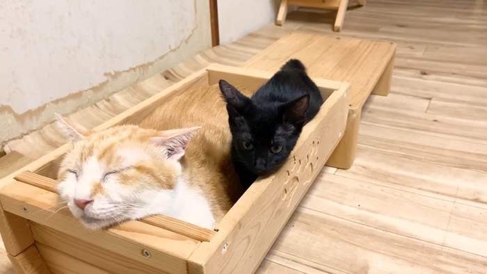 箱に入るクロミちゃん