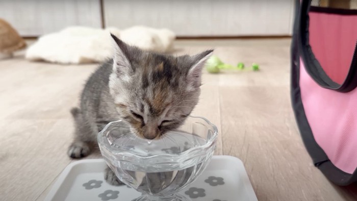 お水を飲む千花ちゃん