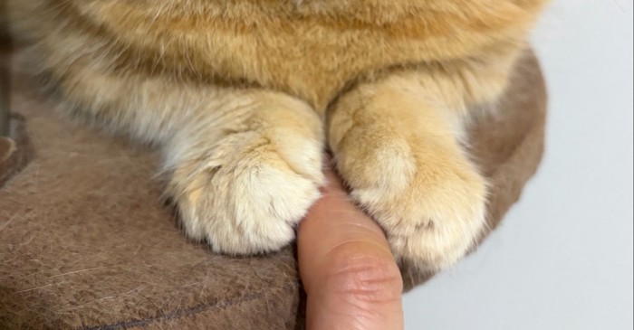 お手々のアップ