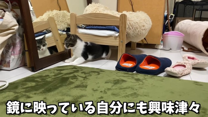 鏡の前にいる子猫