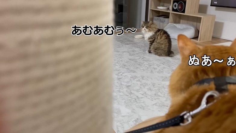 鳴き合う2匹の猫