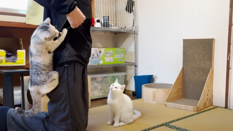 飼い主と遊ぶ2匹の子猫