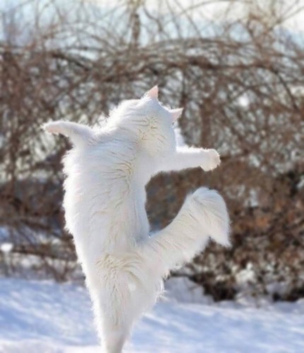 立ち上がって両手を広げる猫の後ろ姿