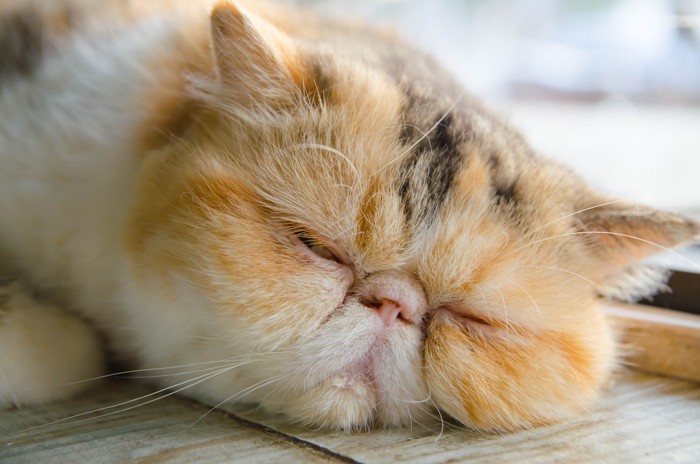 眠っているエキゾチックショートヘアの顔のアップ