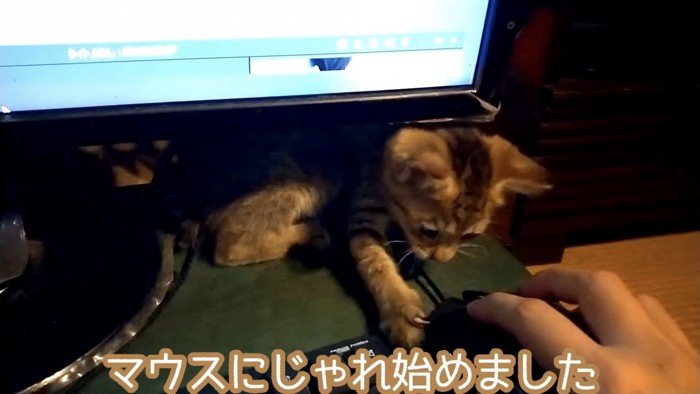 マウスにじゃれつく子猫