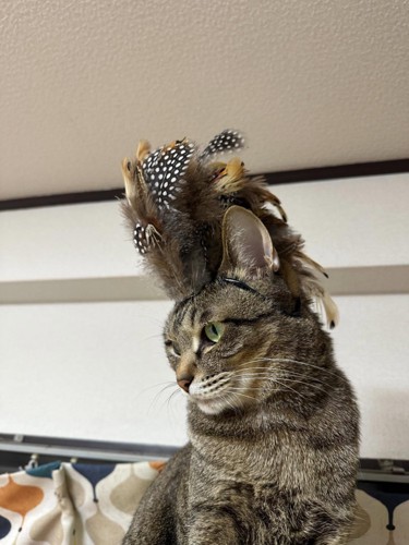 横を向く猫