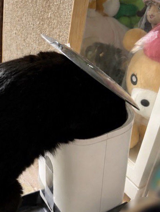 機械の中に頭を入れて、中に入っているキャットフードを食べる猫
