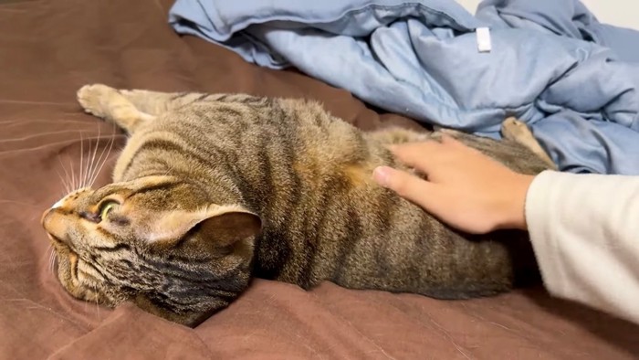 寝ころぶ猫を叩く様子(猫に手を置いている)