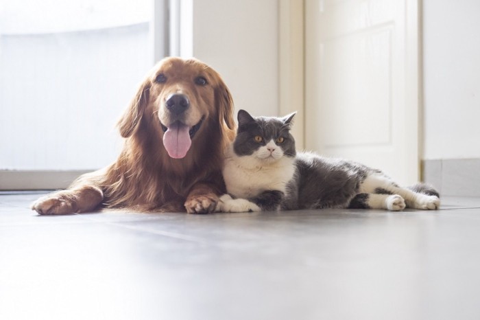 犬と猫