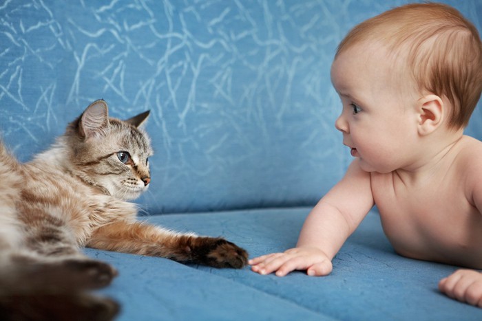 赤ちゃんを見守る猫