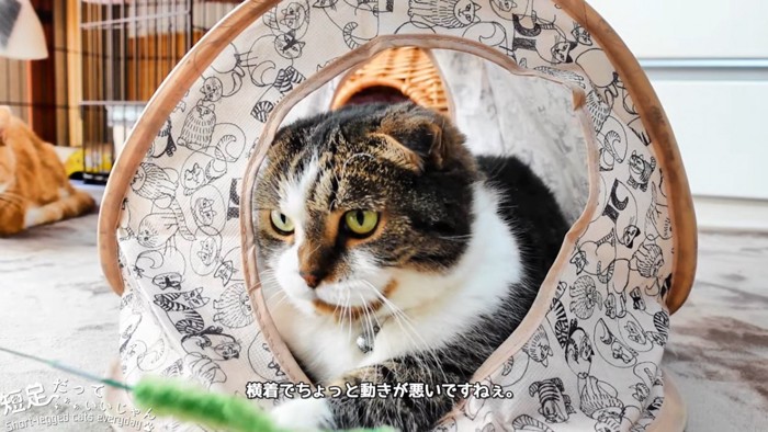 猫じゃらしを前足で触る猫