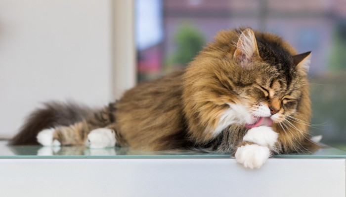 テーブルの上で前足を舐めている猫
