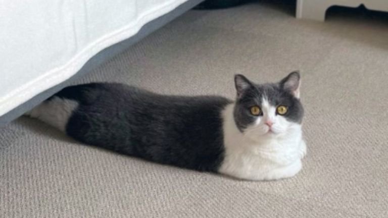 室内にいる猫