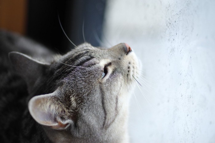 窓ガラスのそばで顔を上げる猫