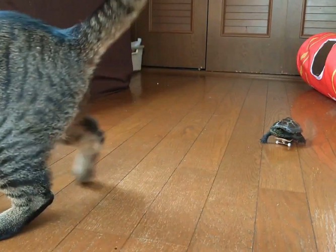 猫を追いかける亀