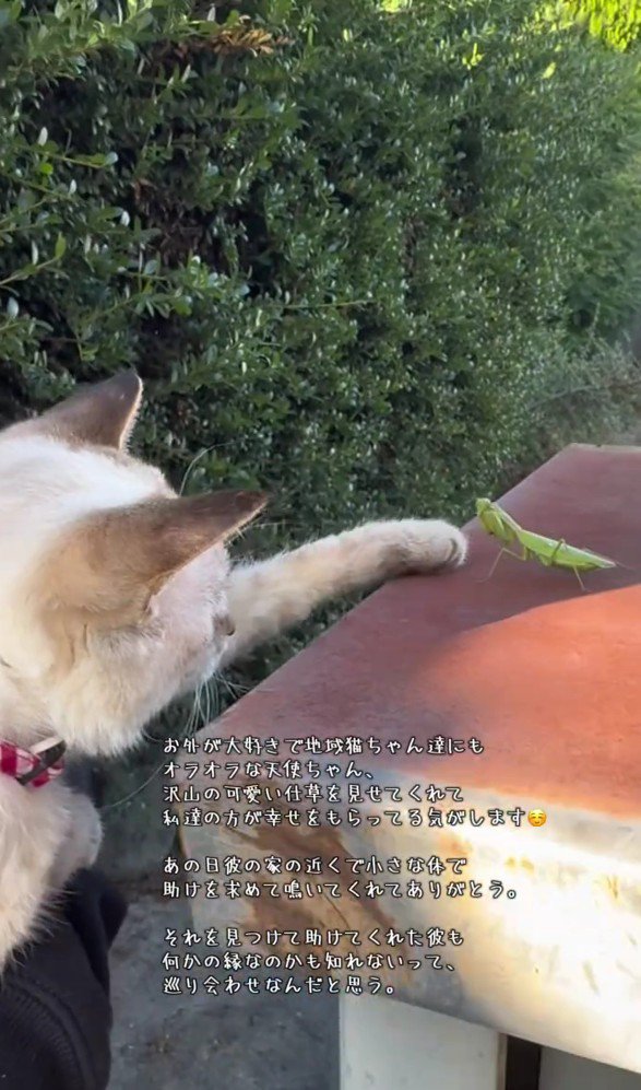 カマキリと猫
