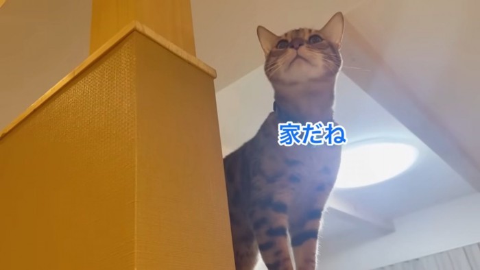 立っている猫