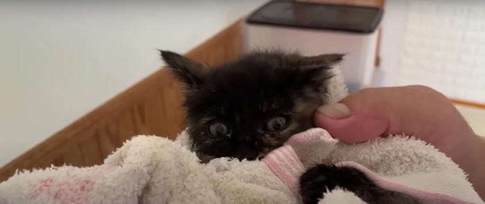 タオルにくるまれている子猫%%いい子でしたね