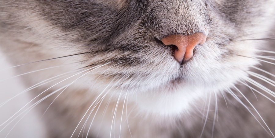 鼻とひげがアップの猫