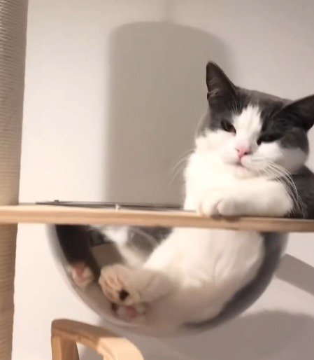 キャットタワーのボウルの中でくつろぐ猫