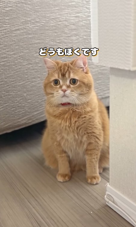 静かに座る猫