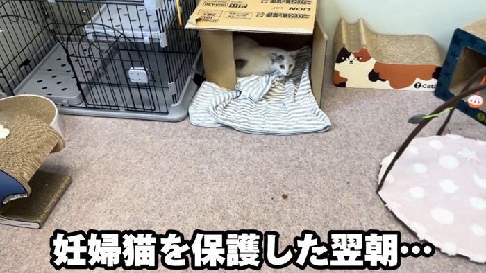 箱の中にいる猫