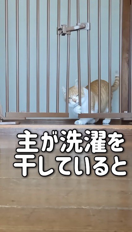 扉に手をかけて開けようとする猫