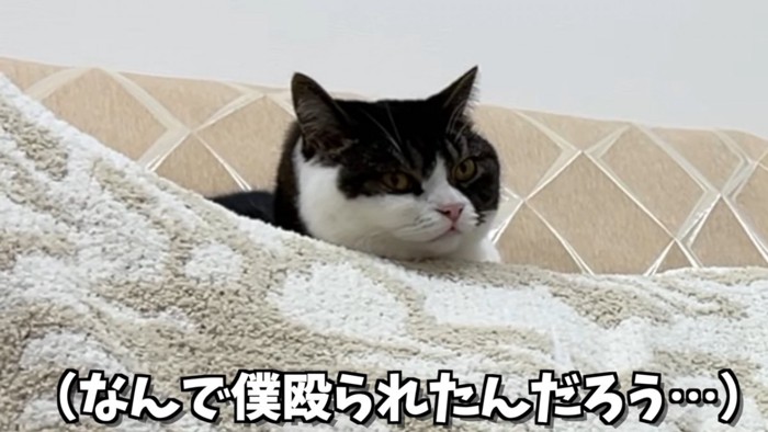 猫の顔