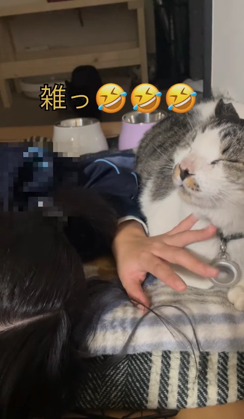 手を添えられて目を瞑っている白サバ(正面気味)