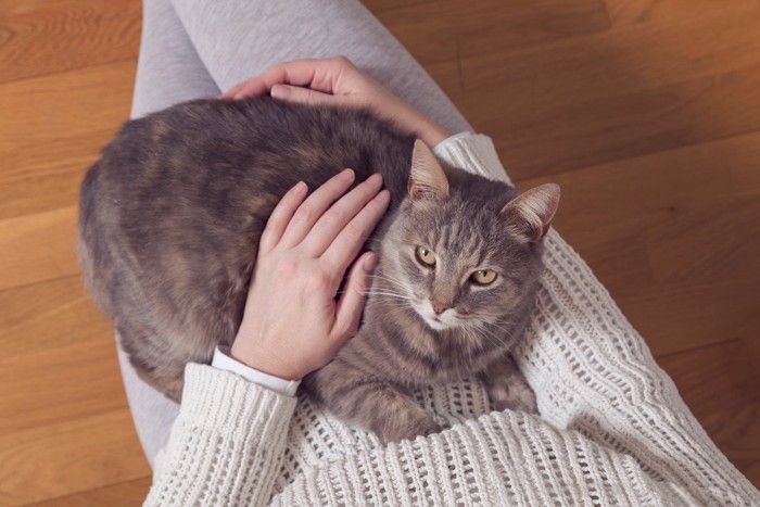 女性の膝の上から離れられない猫