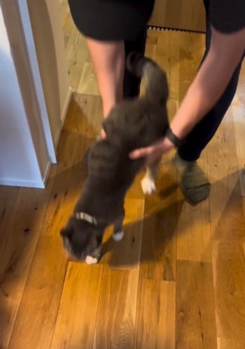 抱っこしていた猫を床に下ろす男性
