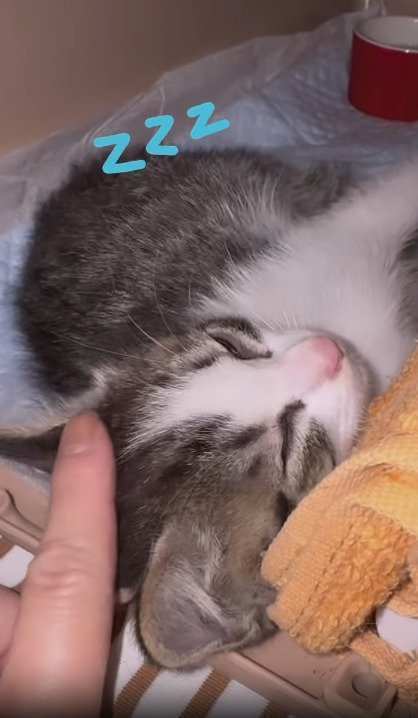 眠る子猫