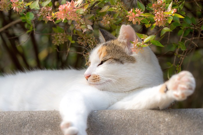 外でくつろぐ野良猫