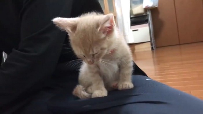 飼い主の膝の上に乗っている子猫