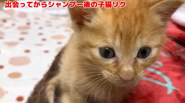洗った後の子猫
