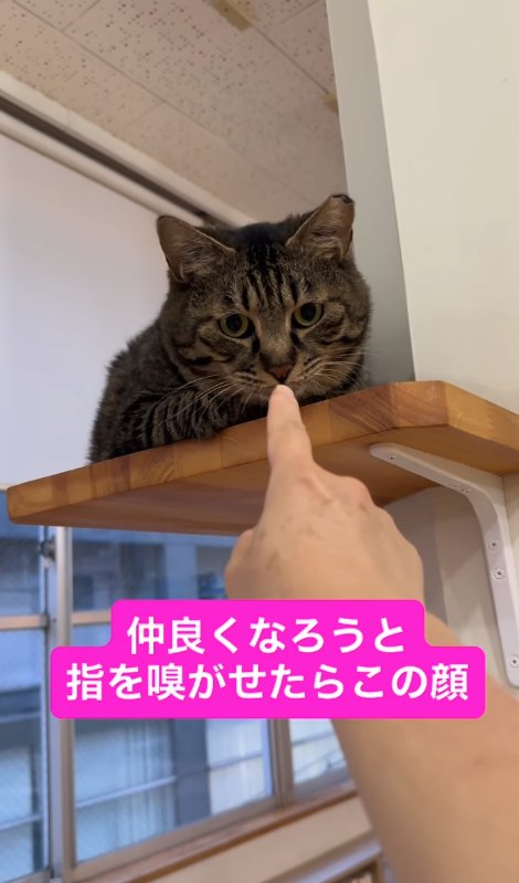 指の匂いを嗅いでいる猫