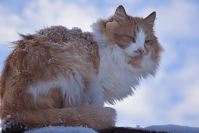 雪と猫