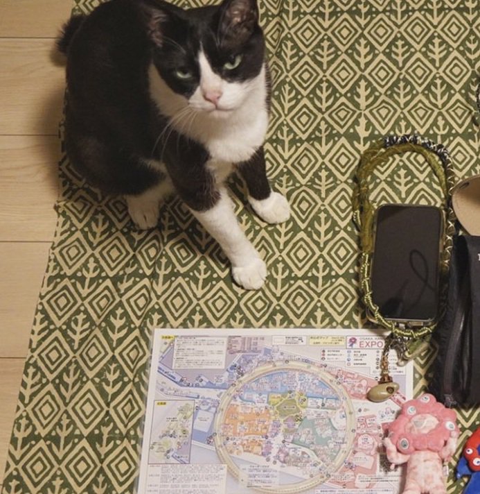 荷物と猫